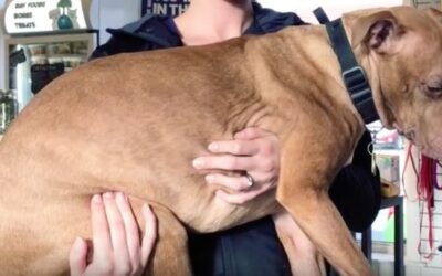 Prendre soin de son animal de compagnie : les visites vétérinaires essentielles