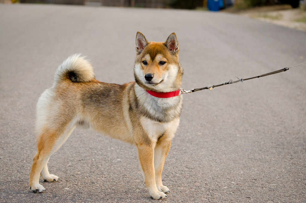 Shiba_Inu_blanc